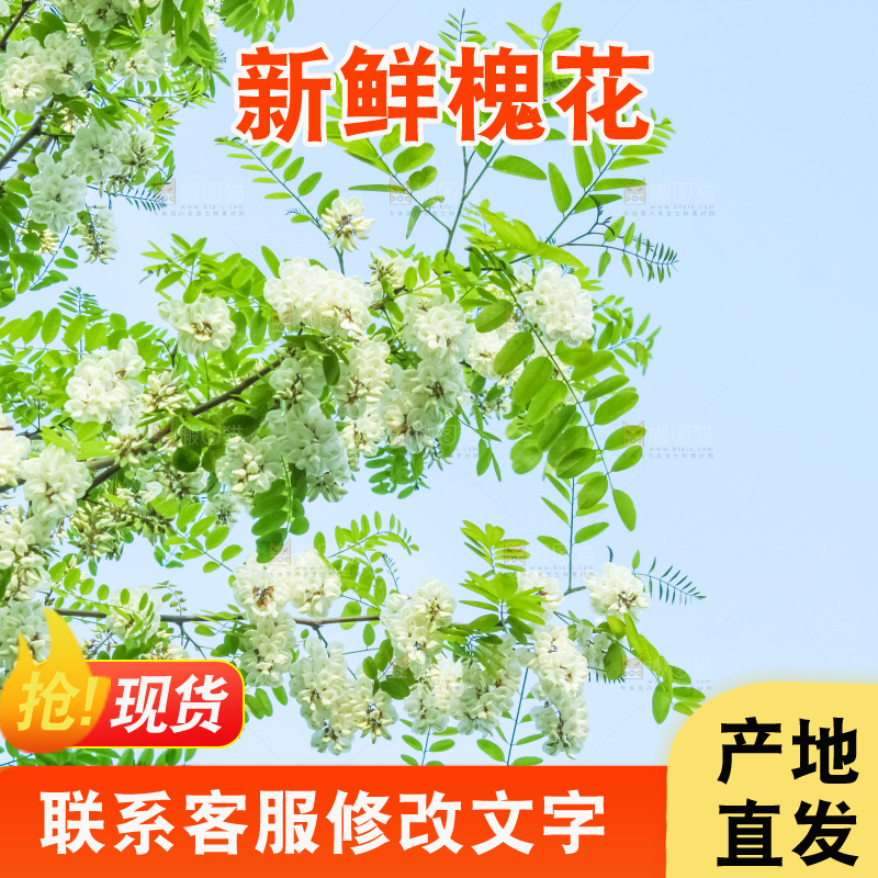 槐树槐花