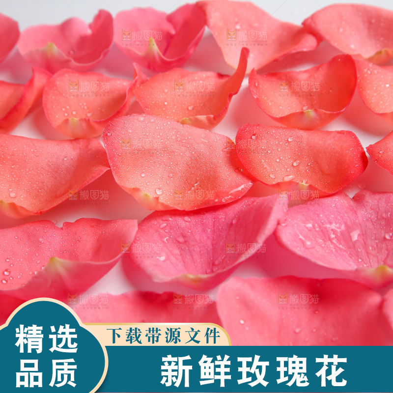 白底上的玫瑰花瓣