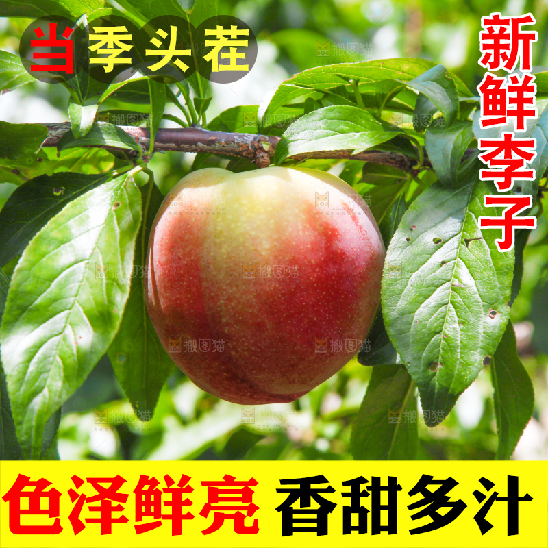树上的李子