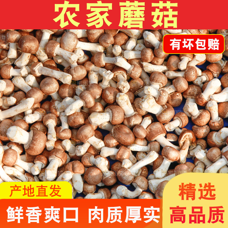 框子里装着蘑菇