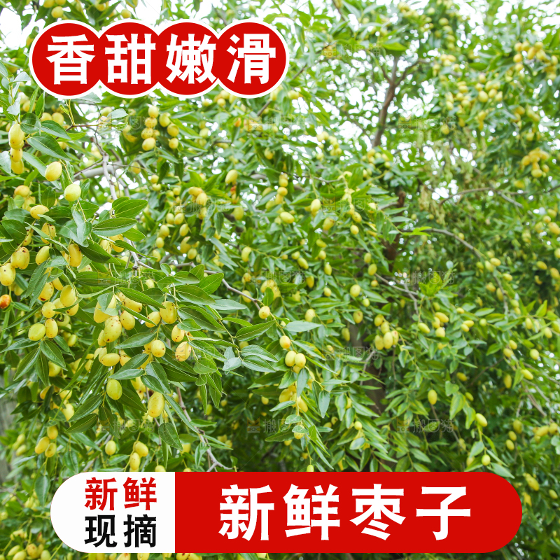 树上的枣子