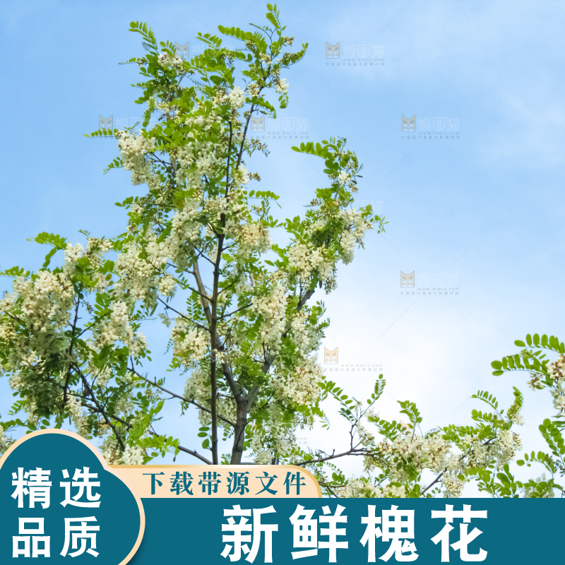 槐树槐花