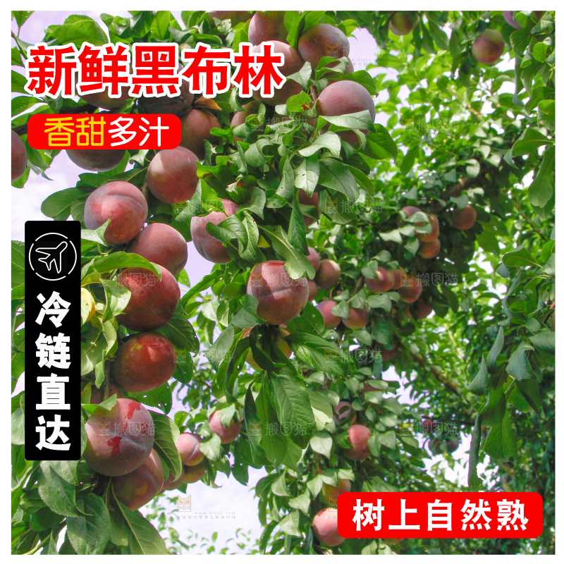树上挂着黑布李