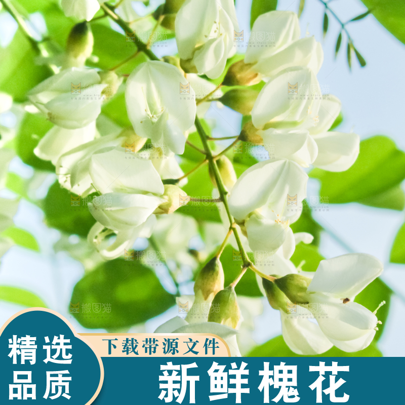 槐树槐花