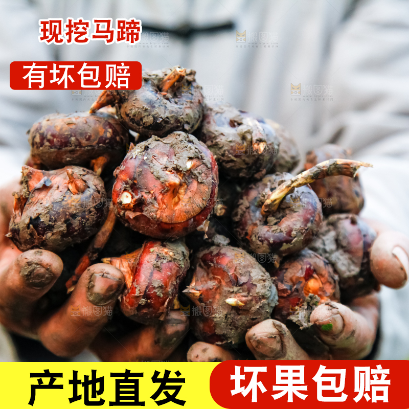 农民手里捧着新鲜马蹄