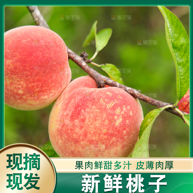 树上挂着桃子