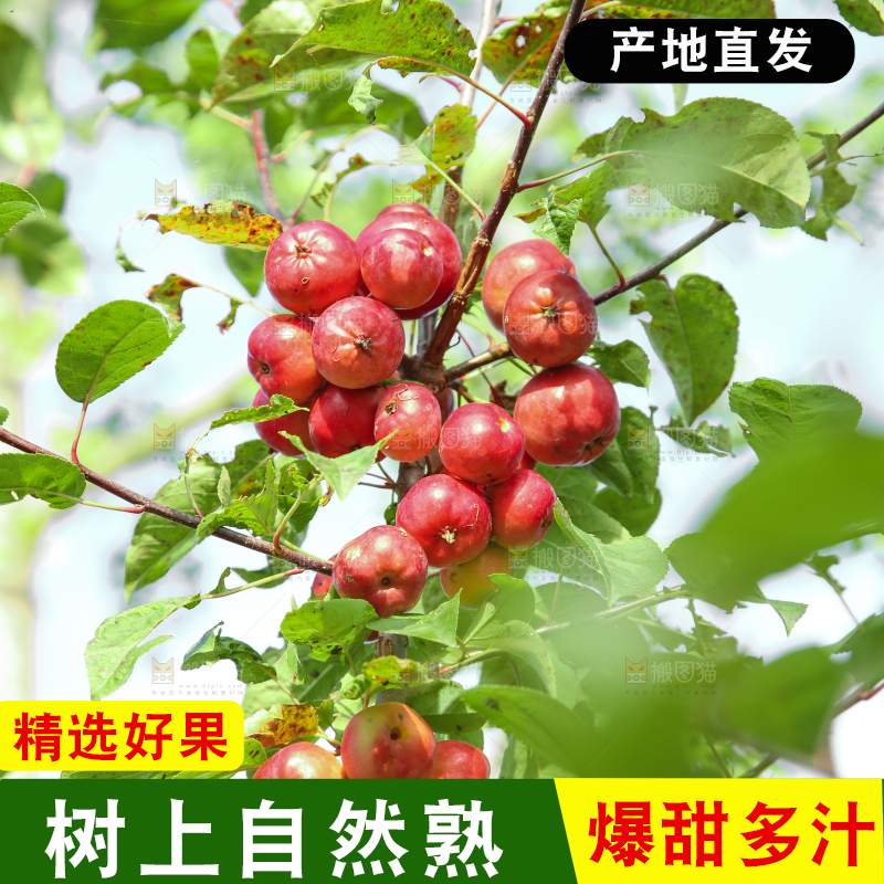 树上挂着海棠果