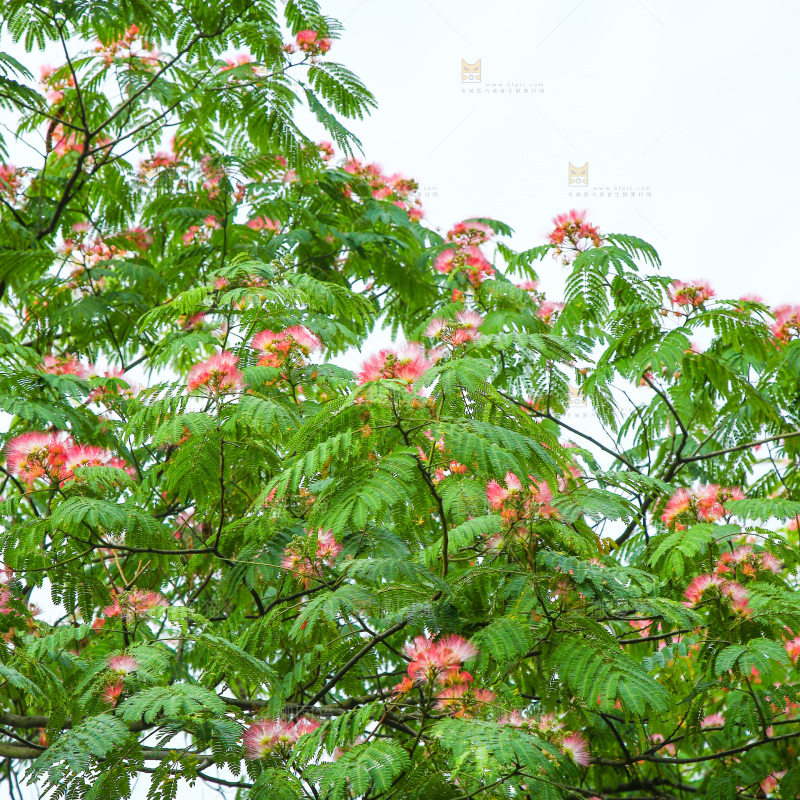 合欢树绿植