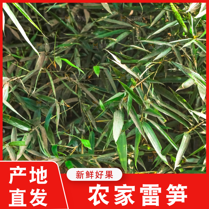 一片竹林