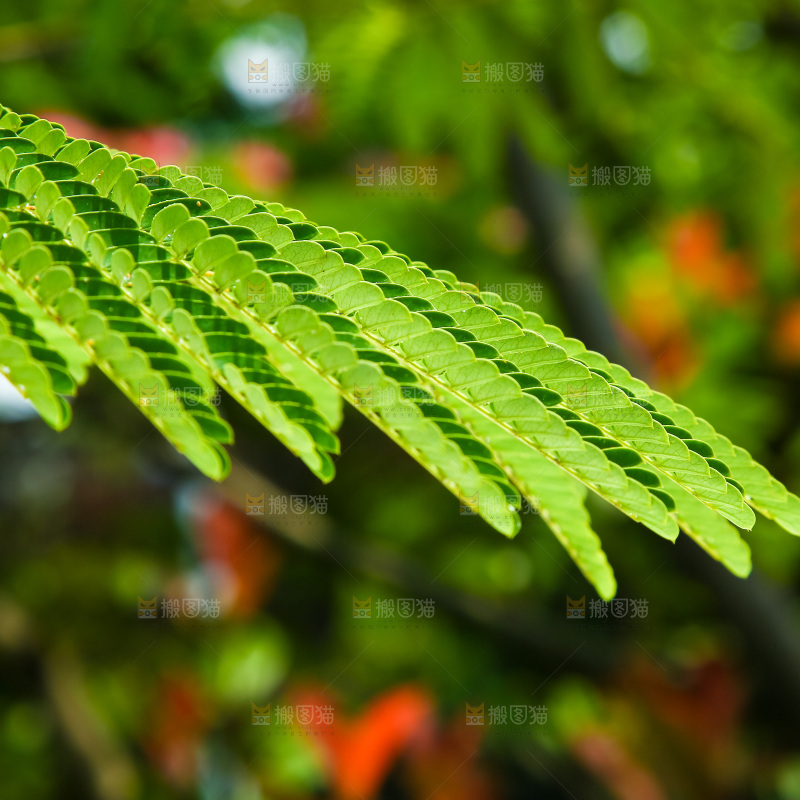 合欢树绿植