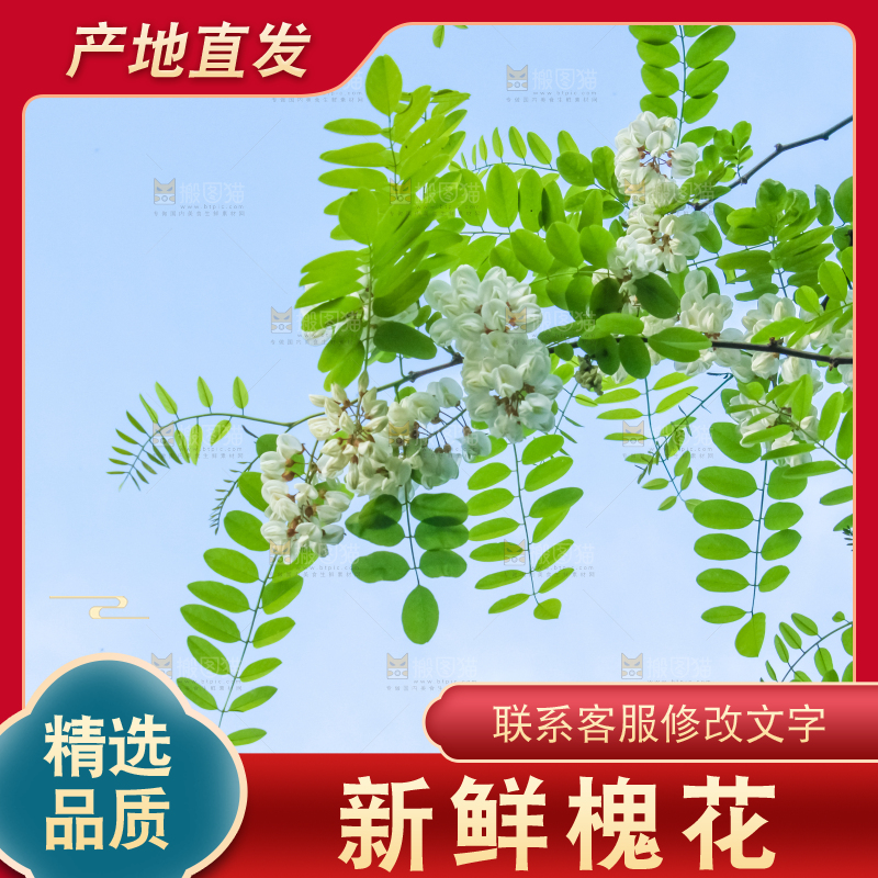 槐树槐花