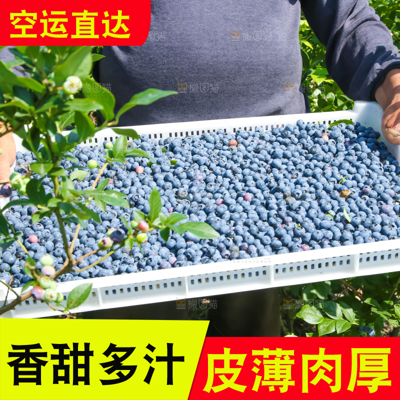 农民正在采摘蓝莓