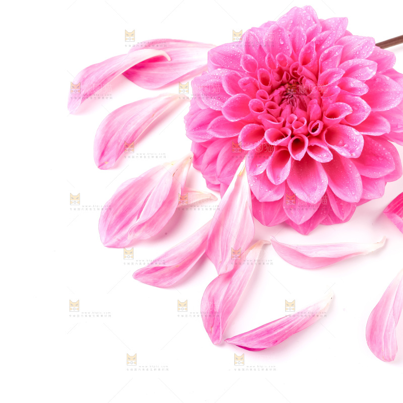 白底上放着花蕾