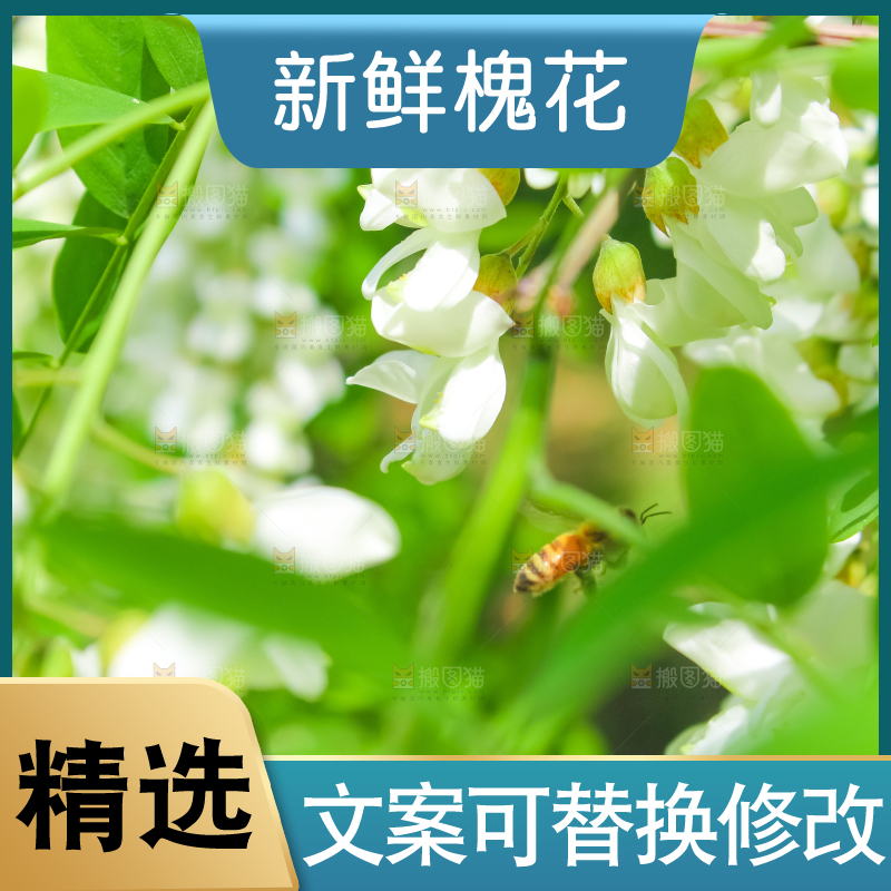 槐树槐花