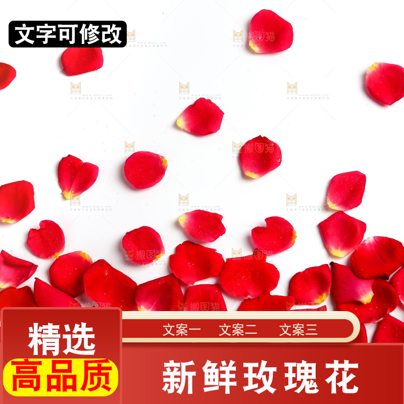 白底上的玫瑰花瓣