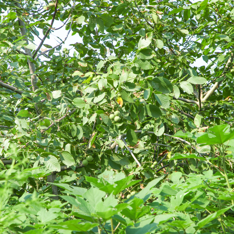 一颗核桃树