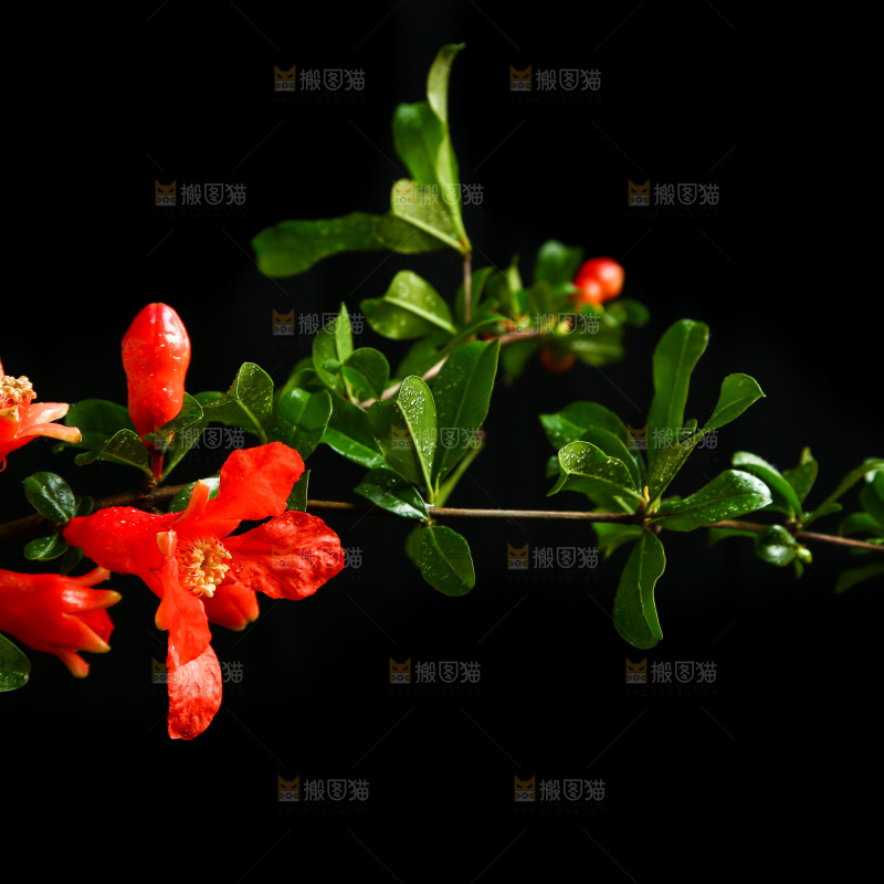 黑底上的石榴花