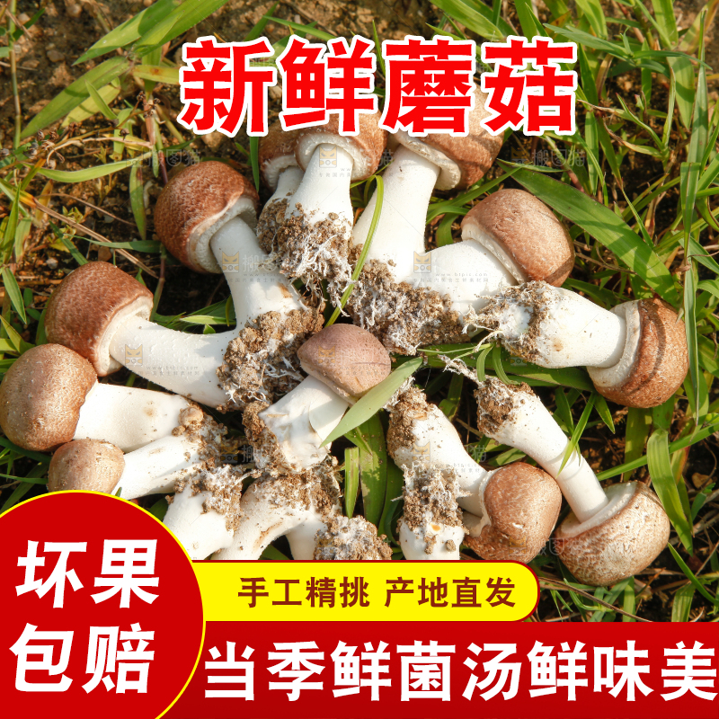 草地上的蘑菇