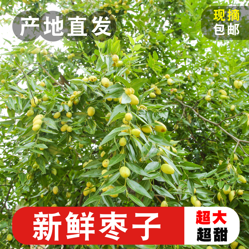树上的枣子