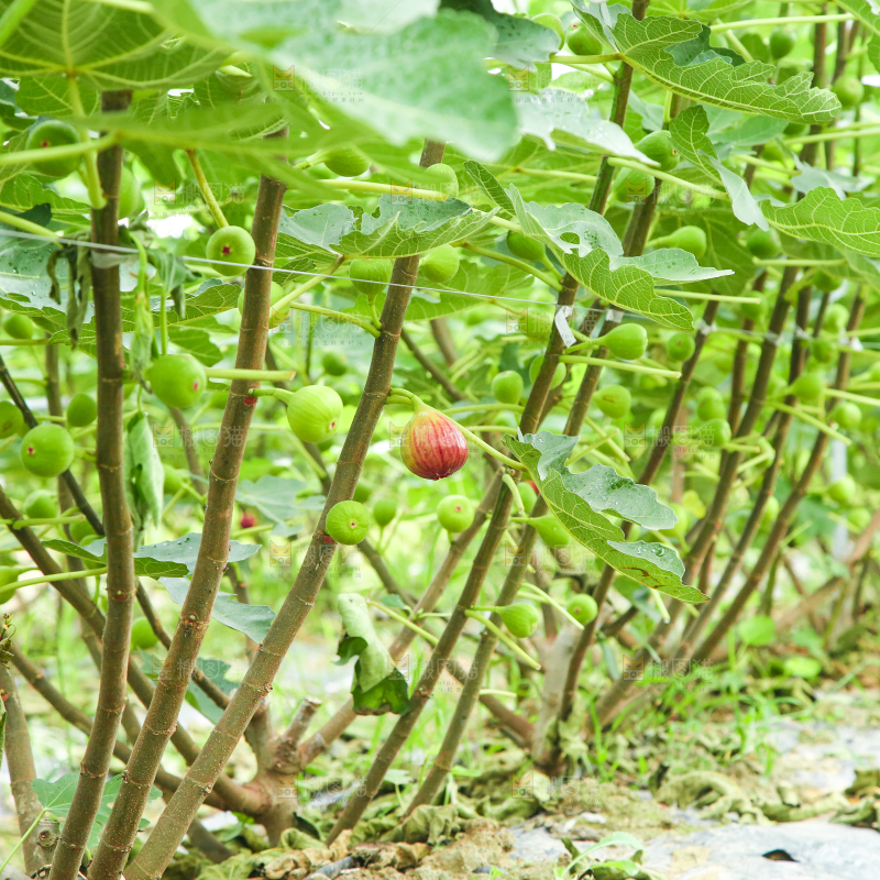 户外的无花果树