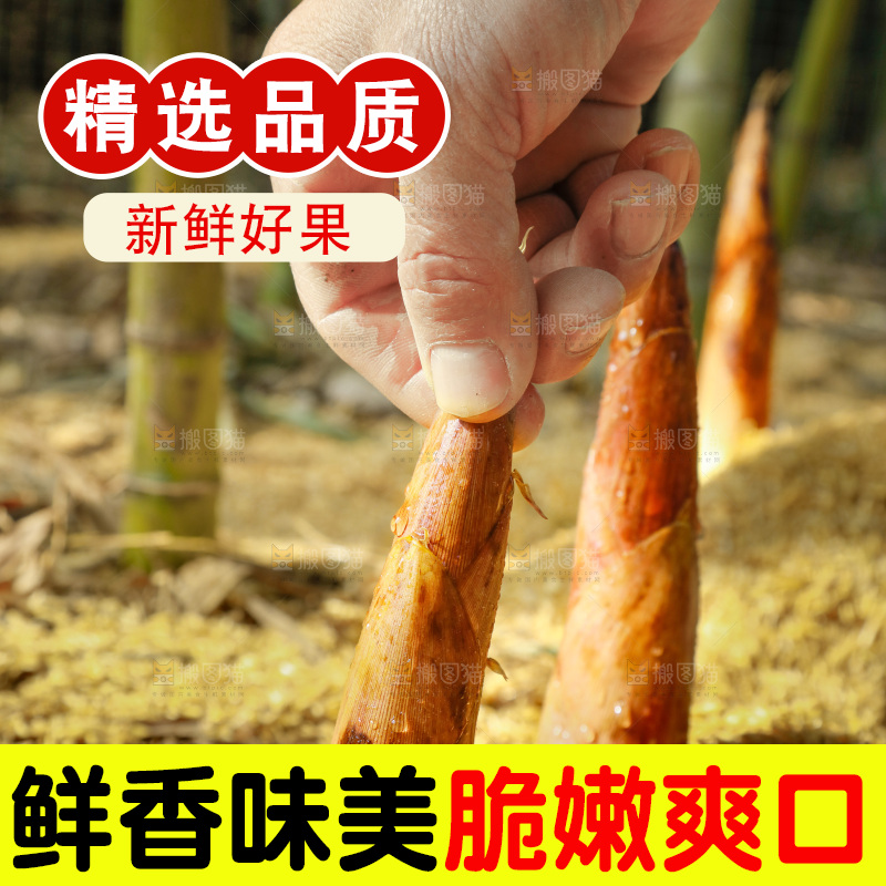竹林里的雷笋