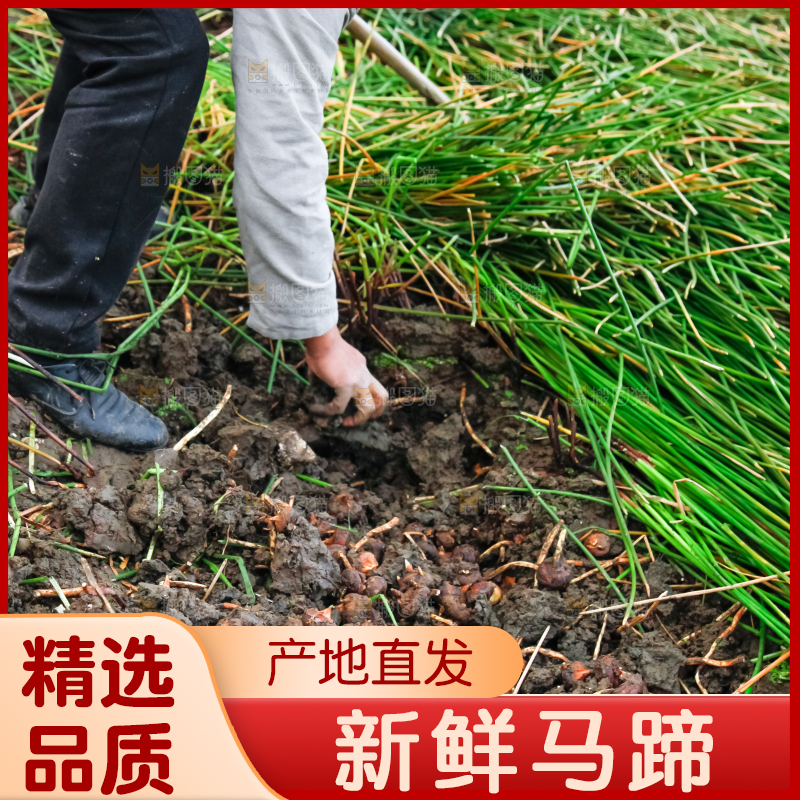 农民正在挖马蹄