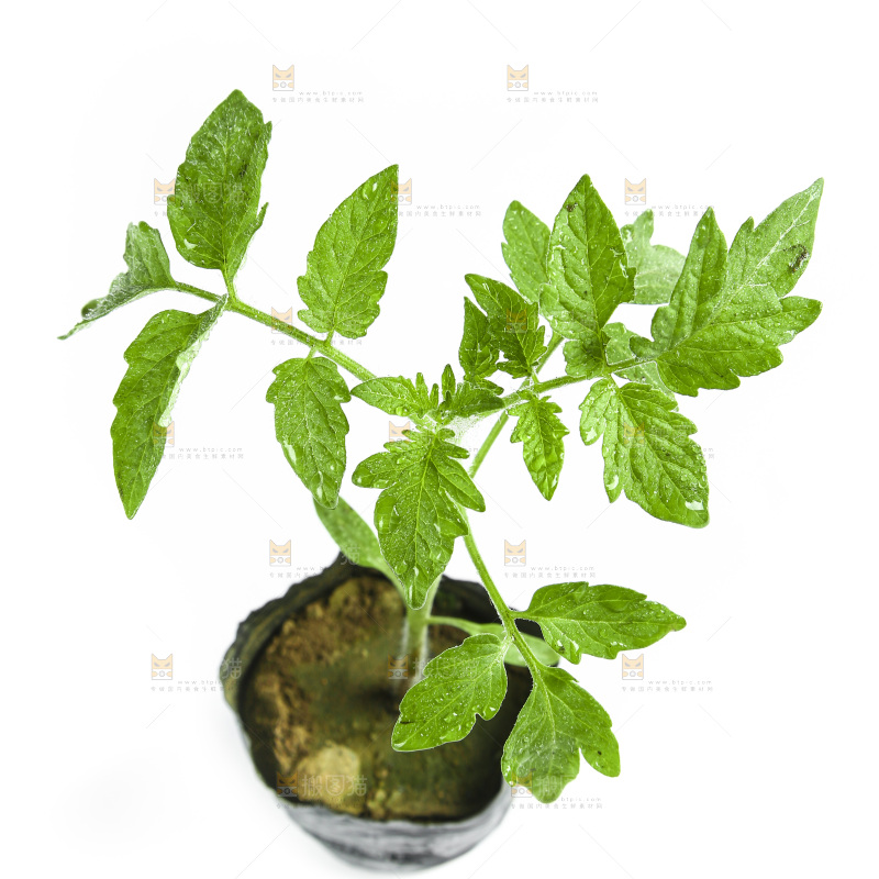 白底上的番茄苗