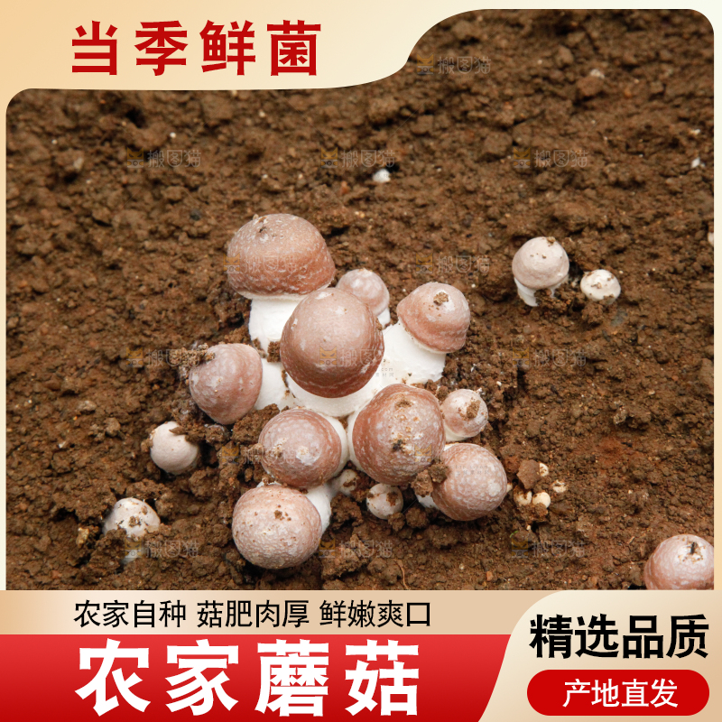 土里的蘑菇