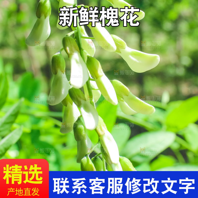 槐树槐花