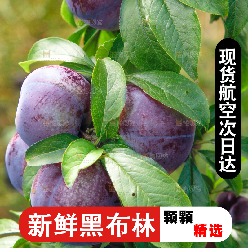 树上挂着黑布李