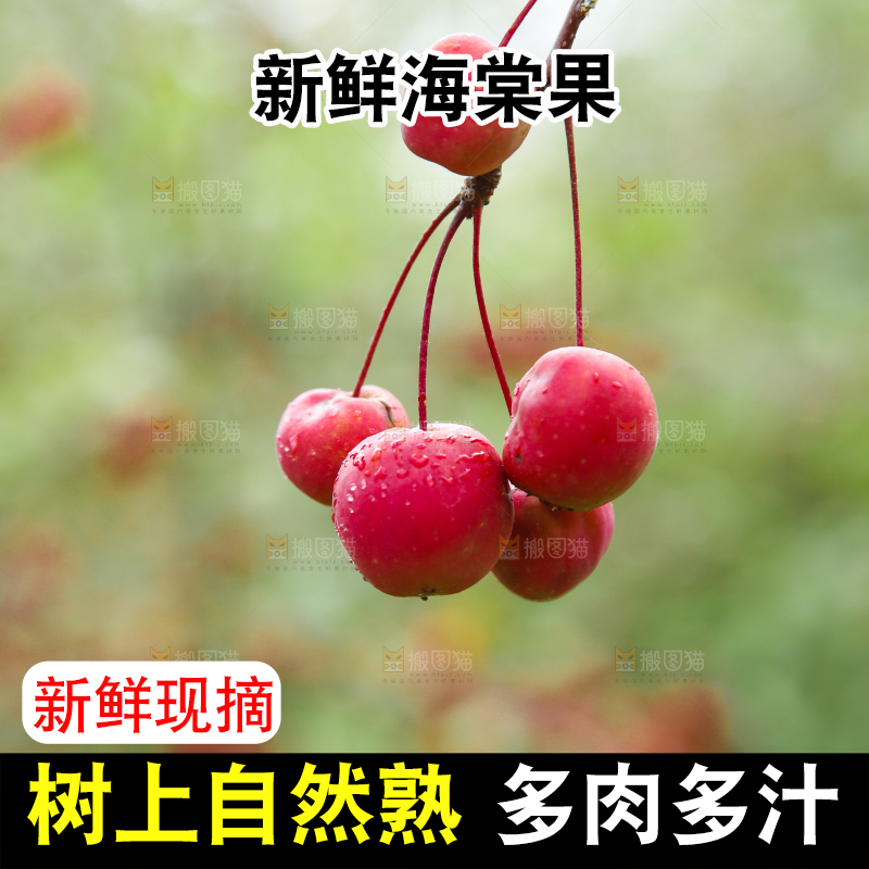树上挂着海棠果