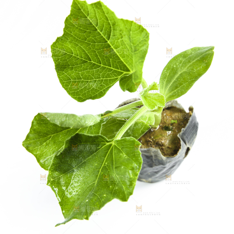 白底上放着茄子苗