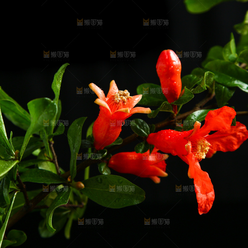 黑底上的石榴花