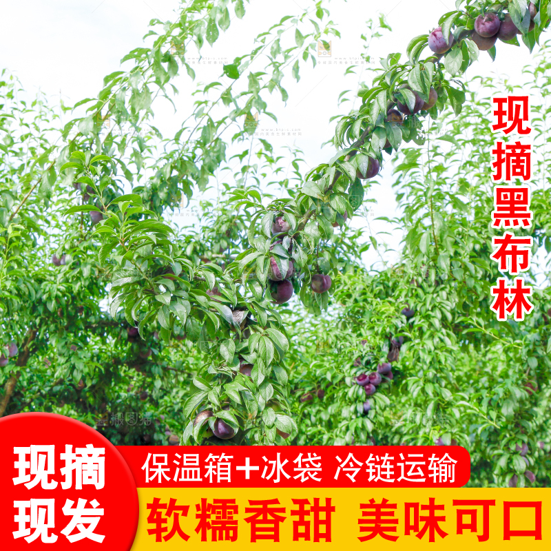 树上挂着黑布李