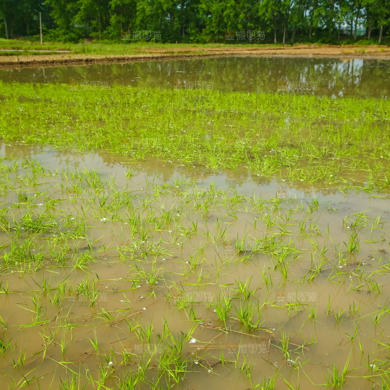 一片秧田