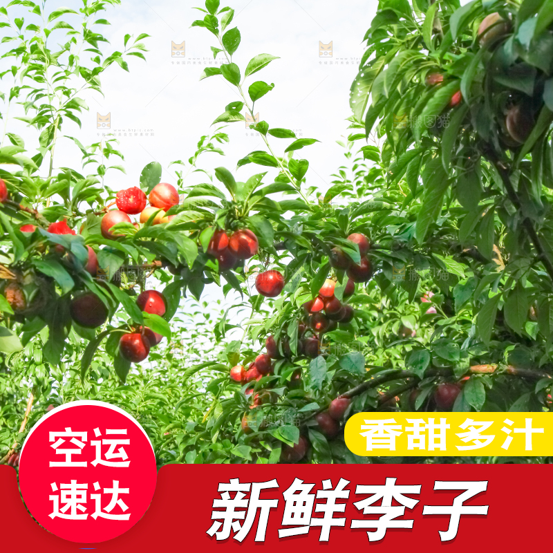 李子树上的红布李
