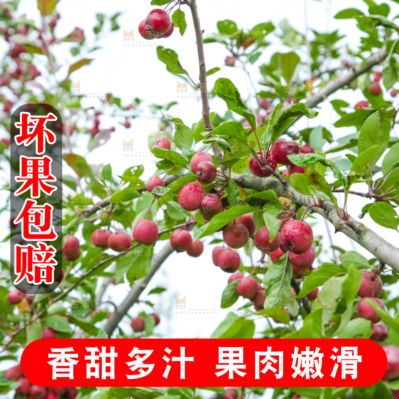 树上挂着海棠果