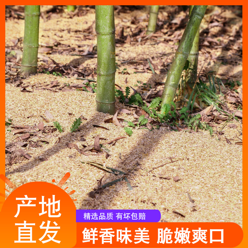 竹林里的雷笋