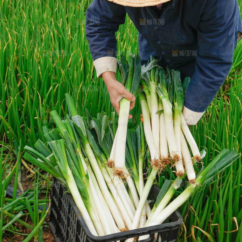 农民手里拿着大葱