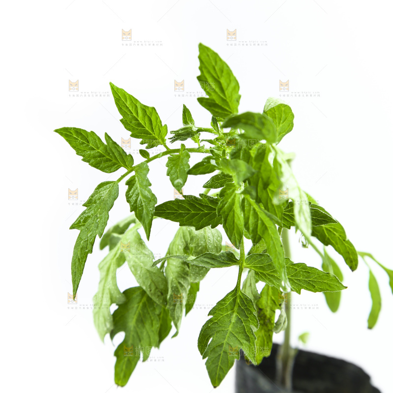 白底上放着番茄苗