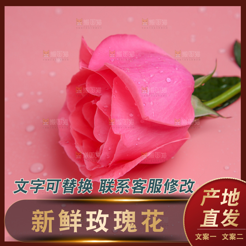 浅底上的玫瑰花