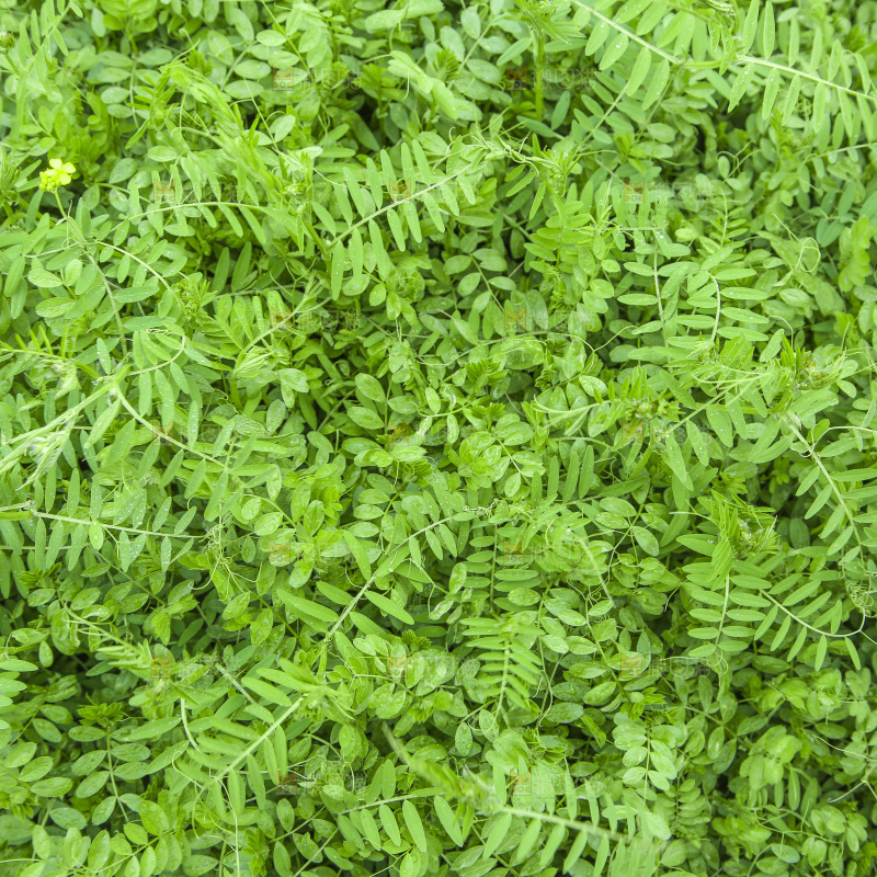 一片绿色植物