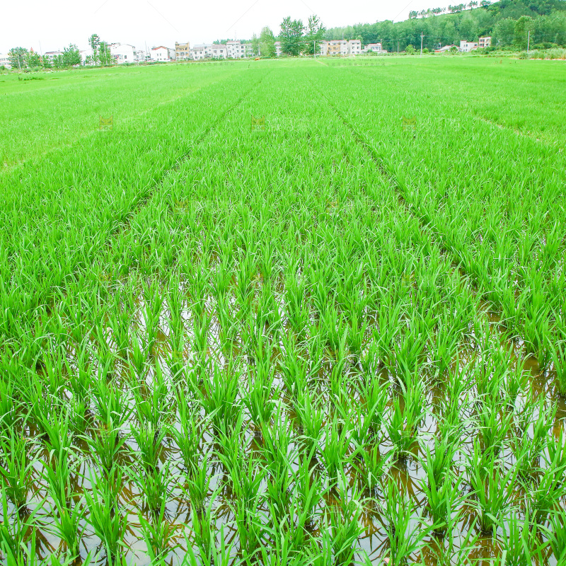 农田里种植的水稻