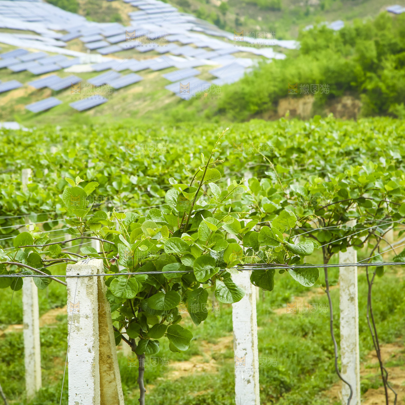水果种植基地