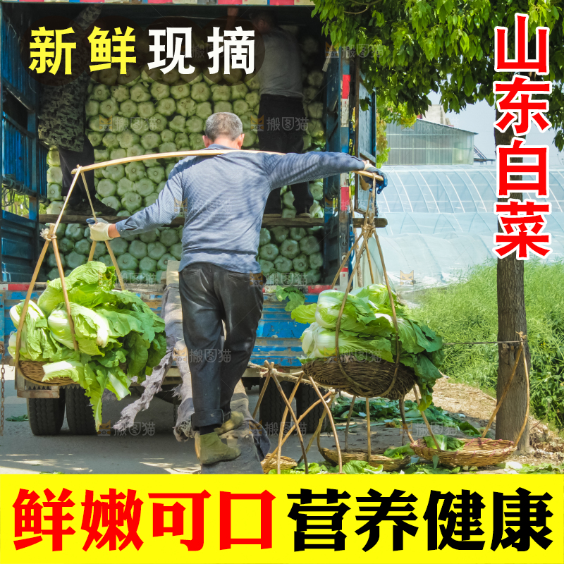 车上正在装着白菜