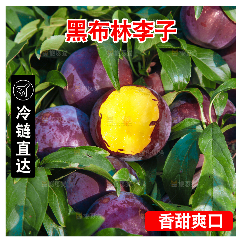 树上挂着黑布李