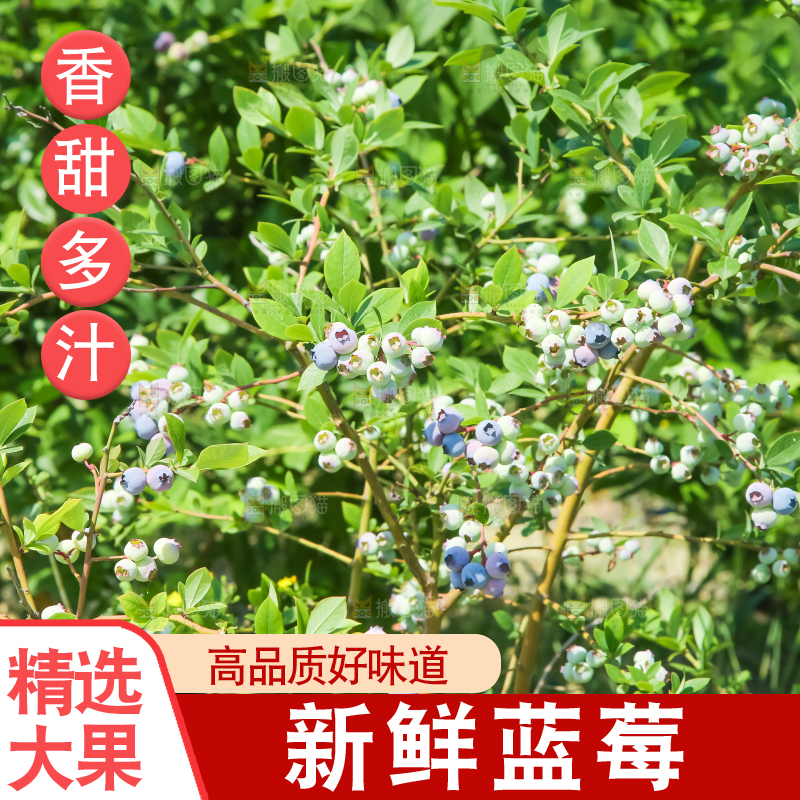 农民正在采摘蓝莓