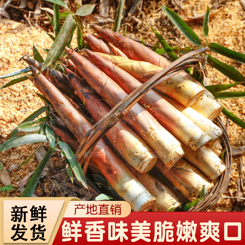 竹林里的雷笋