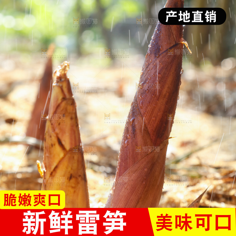 竹林里的雷笋