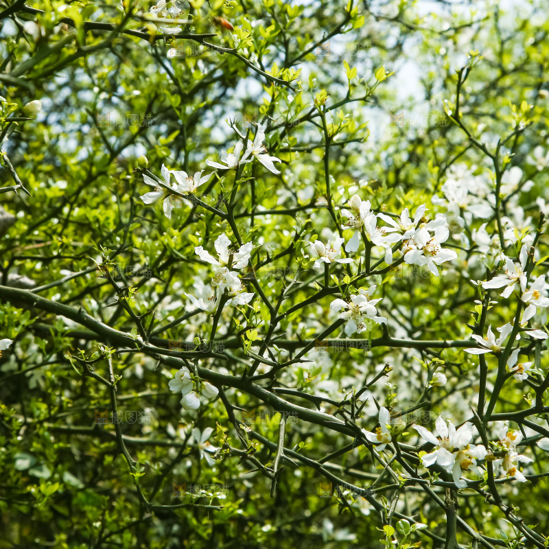 一片茂盛的花朵